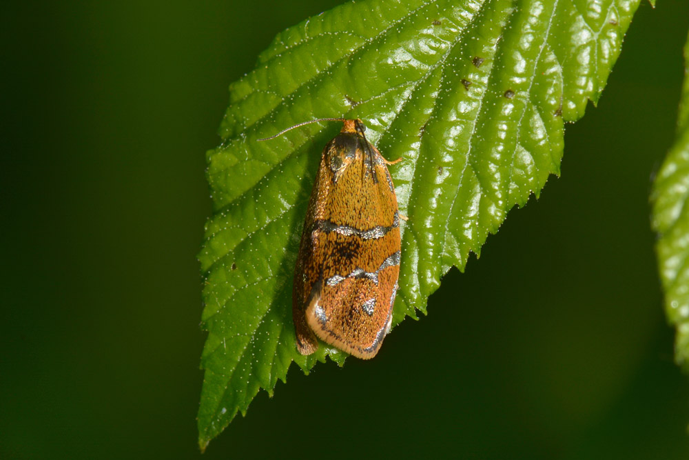 Ptycholoma lecheana, Tortricidae